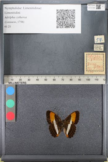 Media type: image;   Entomology 141069